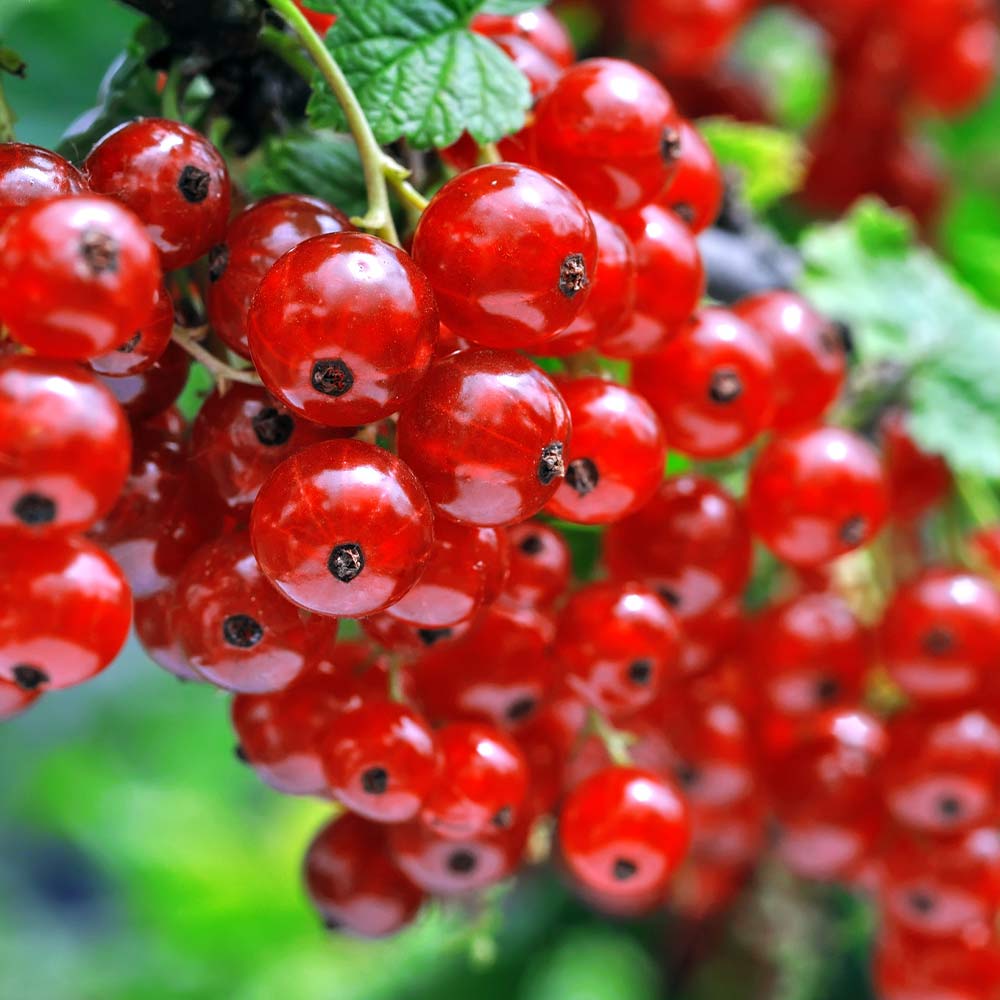 カシスの苗木 レッドカラント【果樹苗 2年生 挿木苗12cmポット／1個