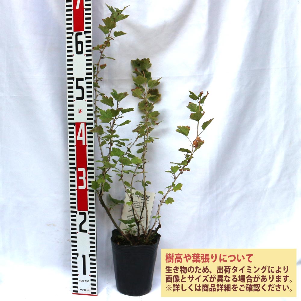 グーズベリーの苗木【果樹苗／12cmポット挿木苗／1個】｜ 【植物の 