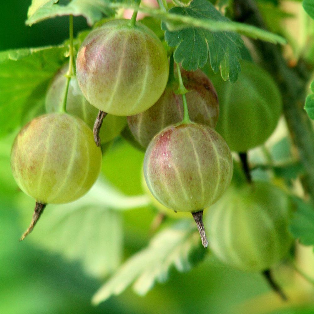 グーズベリーの苗木【果樹苗 2年生 挿木苗12cmポット／1個】｜ 【植物