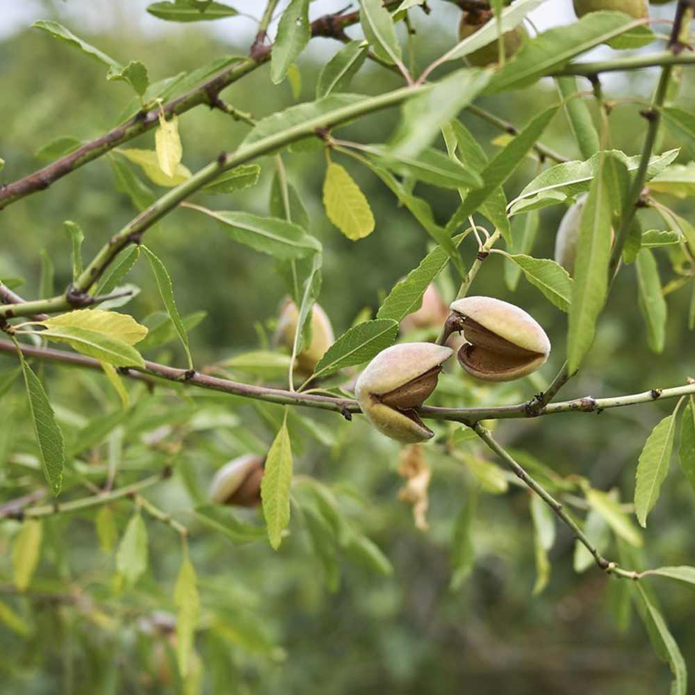 アーモンド 苗木 アーモンドの苗木【果樹苗 2年生 接木苗15cmポット／1個