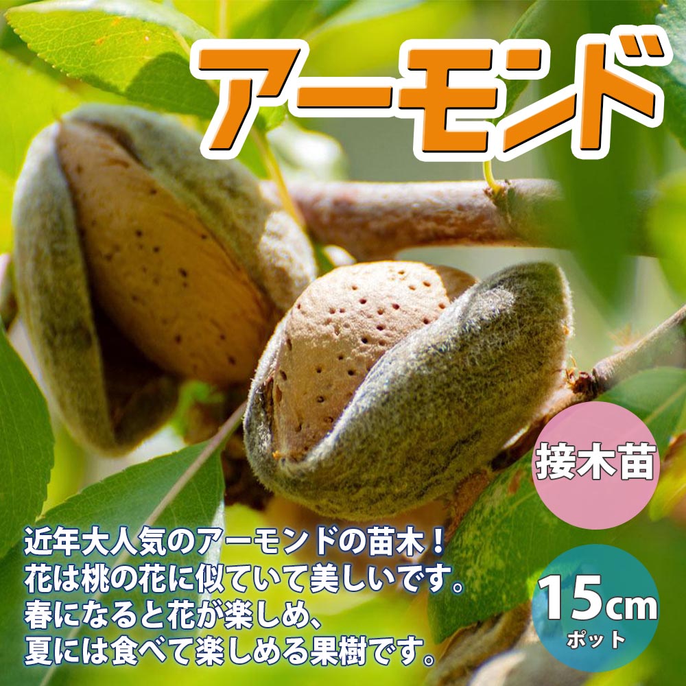 アーモンドの苗木【果樹苗 2年生 接木苗15cmポット／1個】