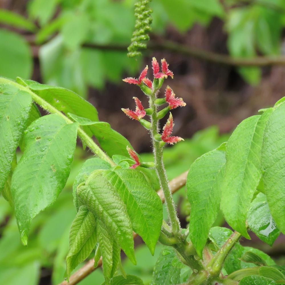鬼クルミ　苗木　1.7メートル　大小セット 鬼クルミ　苗木　1.7メートル　大小セット