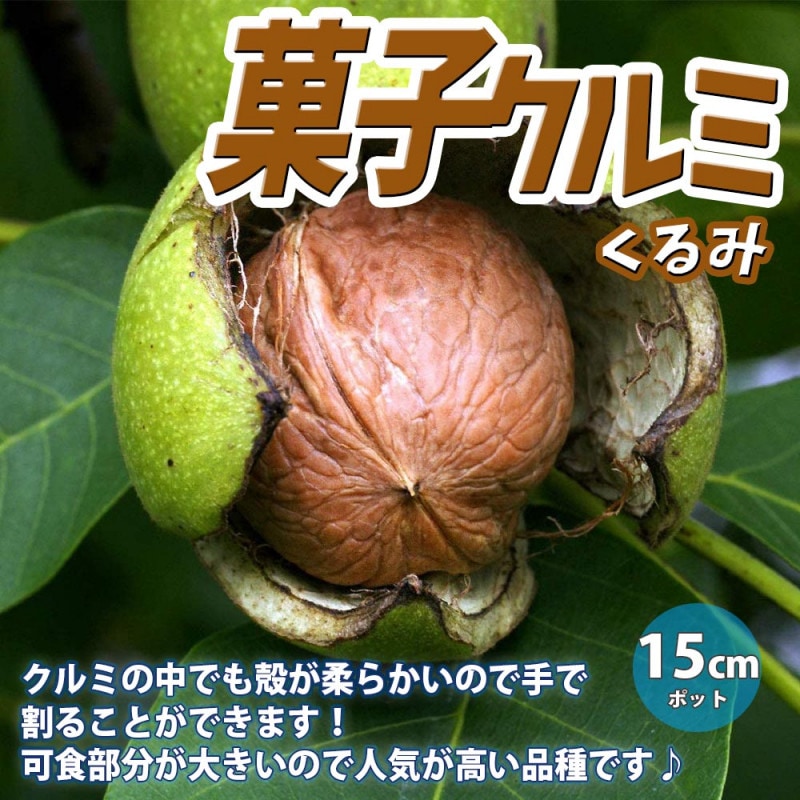 ユーカリの苗木 グニー【庭木 6号ポット／1個売り】｜ 【植物の