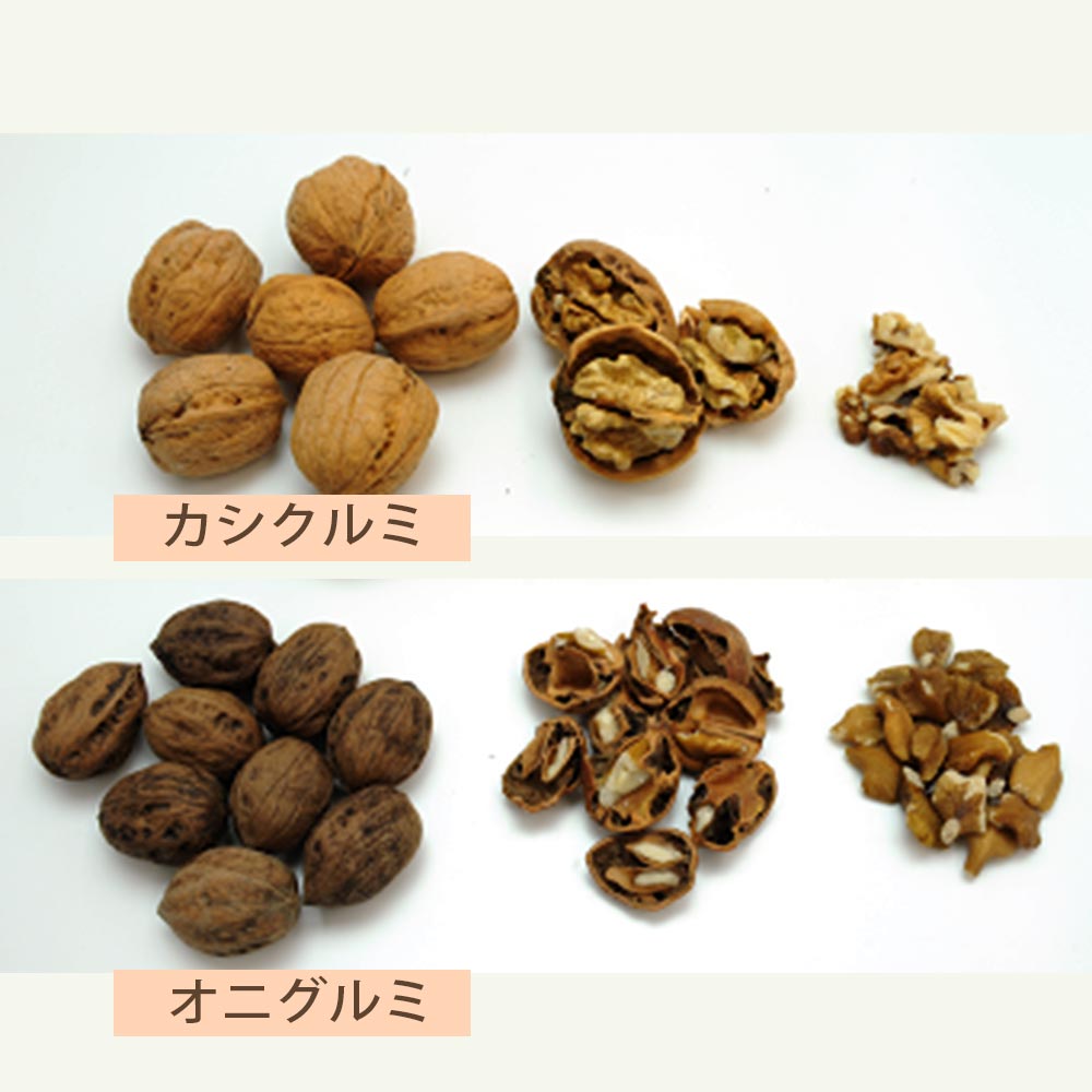 くるみの苗木 菓子クルミ【果樹苗 2年生 実生苗15cmポット／1個