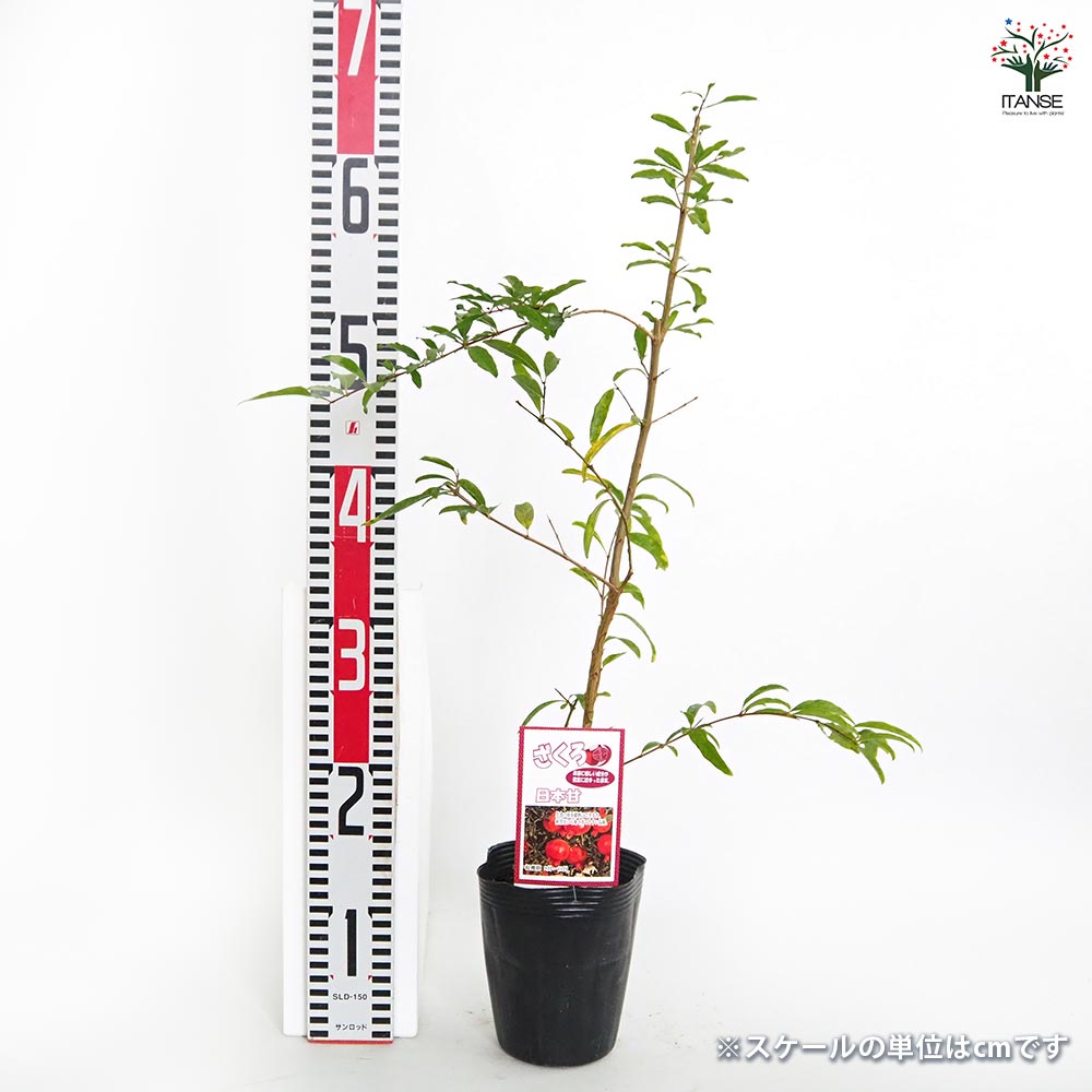 ザクロの苗　５年目　10本　直接引き取り ザクロの苗木 日本ザクロ【果樹苗 2年生 実生苗12～15cmポット／1個