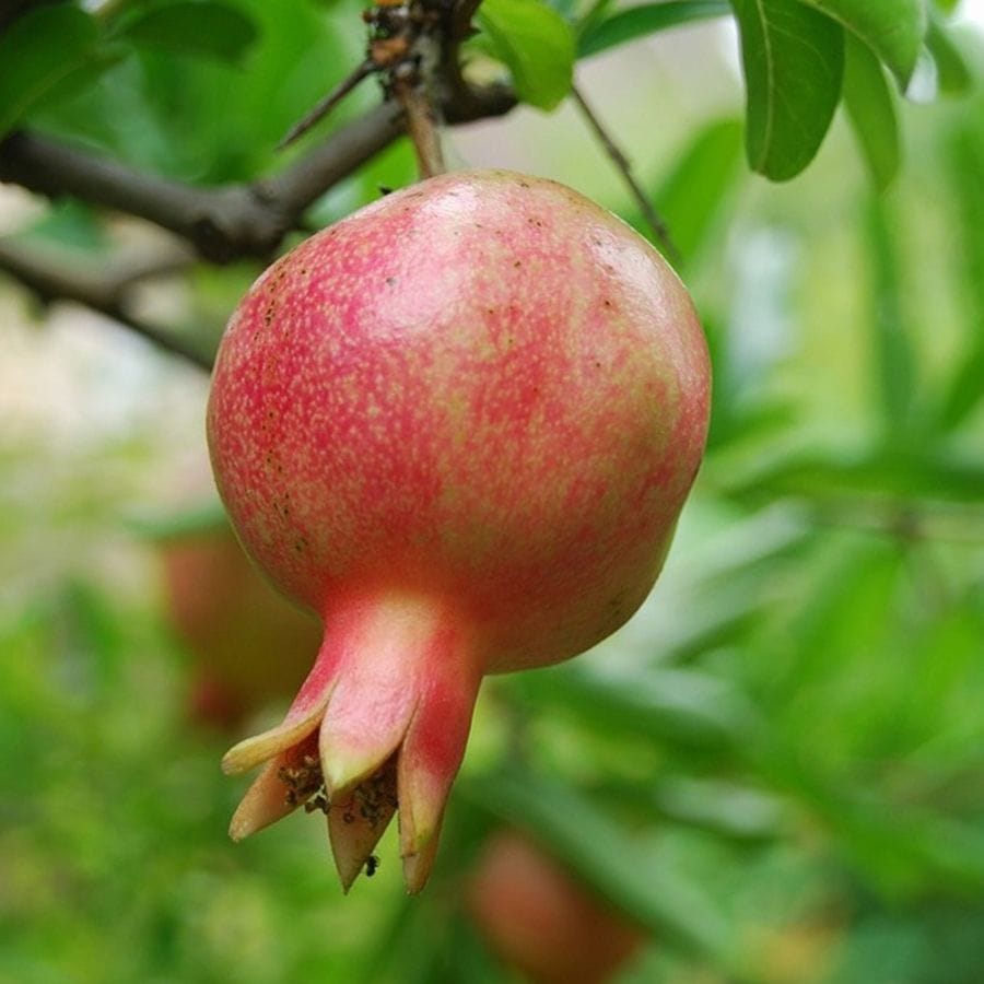 ザクロの苗木 日本ザクロ【果樹苗 2年生 実生苗12～15cmポット／1個