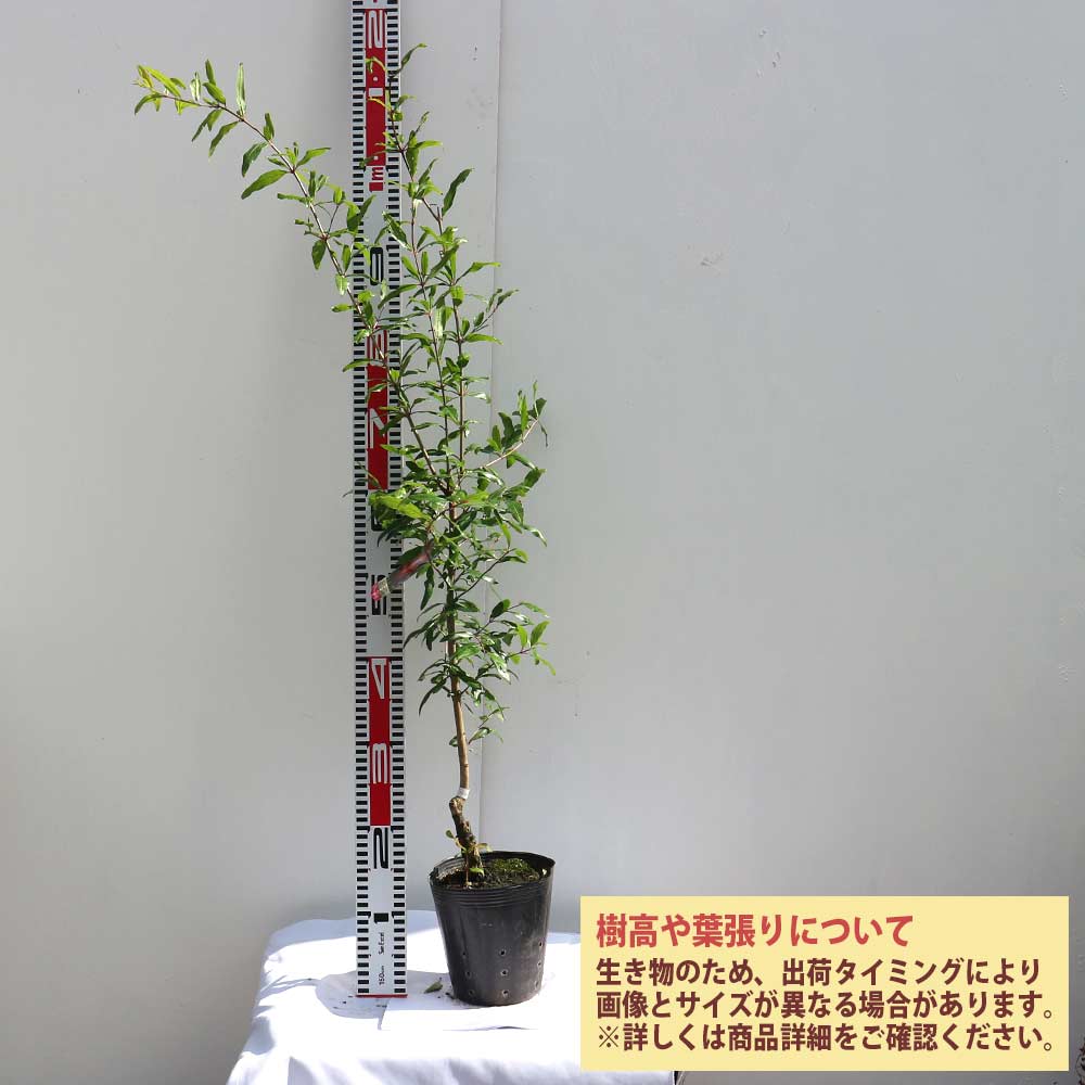 ザクロの苗木 カリフォルニア【果樹苗 2年生 接木苗12～15cmポット／1
