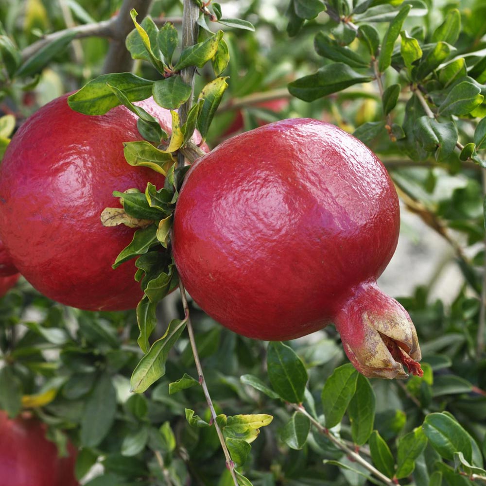 ザクロの木 ザクロ – はなもく散歩