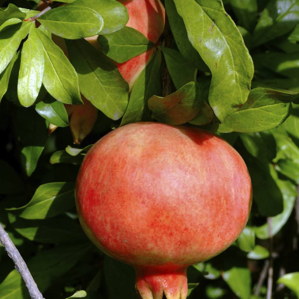 ザクロの苗木 カリフォルニア【果樹苗 2年生 接木苗12～15cmポット／1個】