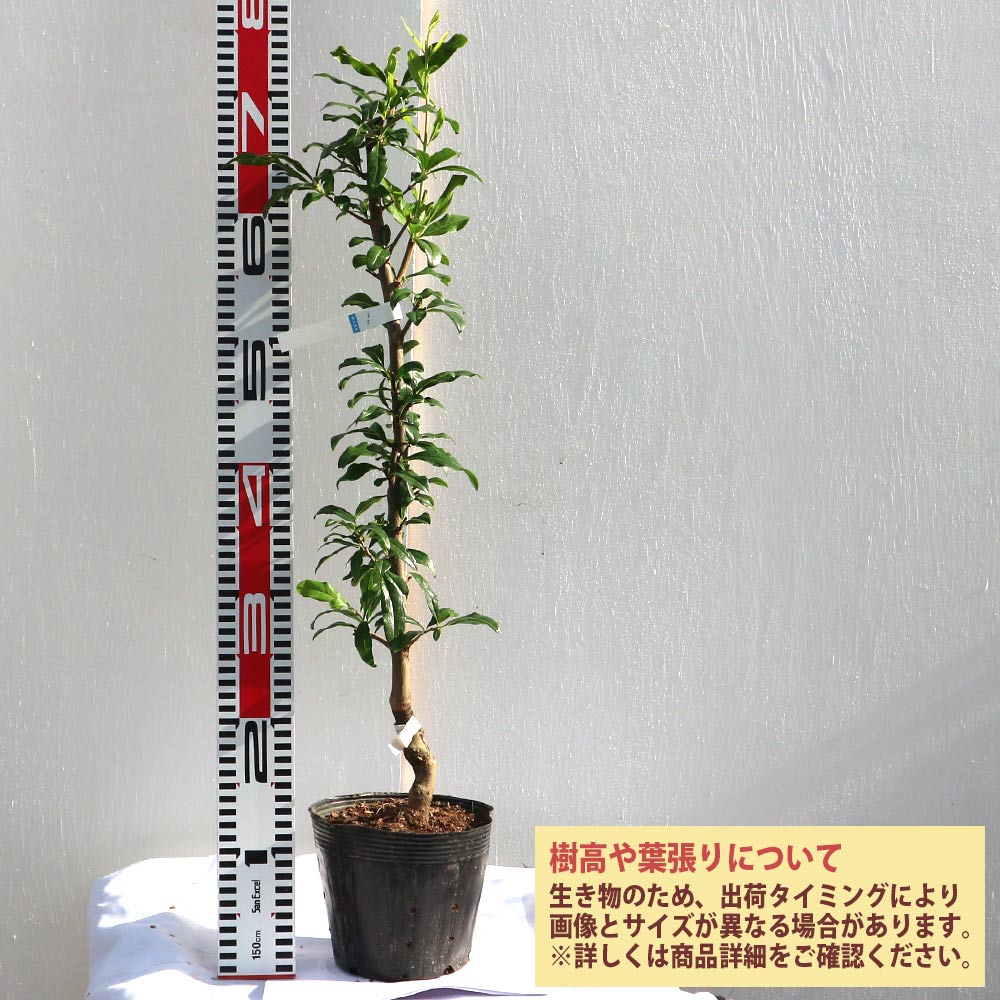 ザクロの苗木 水晶【果樹苗 2年生 接木苗15cmポット／1個】｜ 【植物の