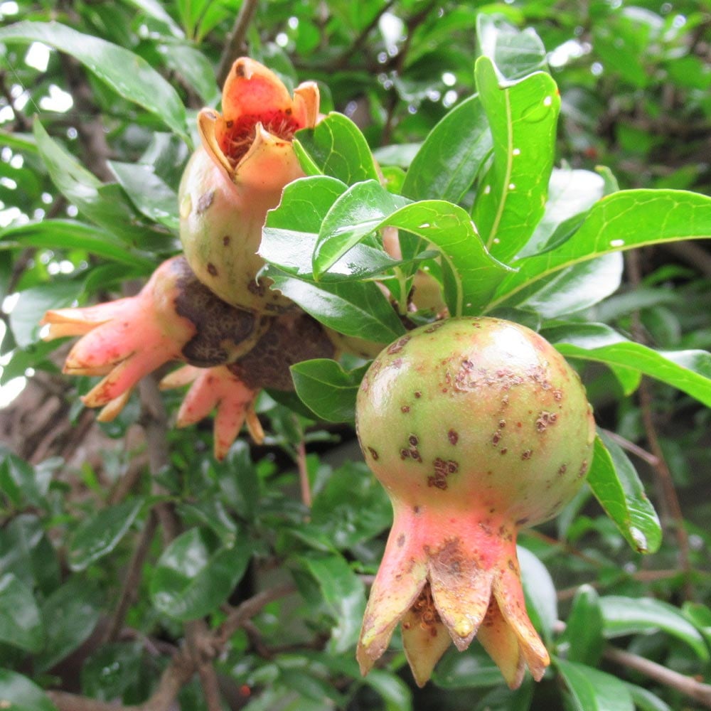 ザクロの苗木 水晶【果樹苗 2年生 接木苗15cmポット／1個】｜ 【植物の