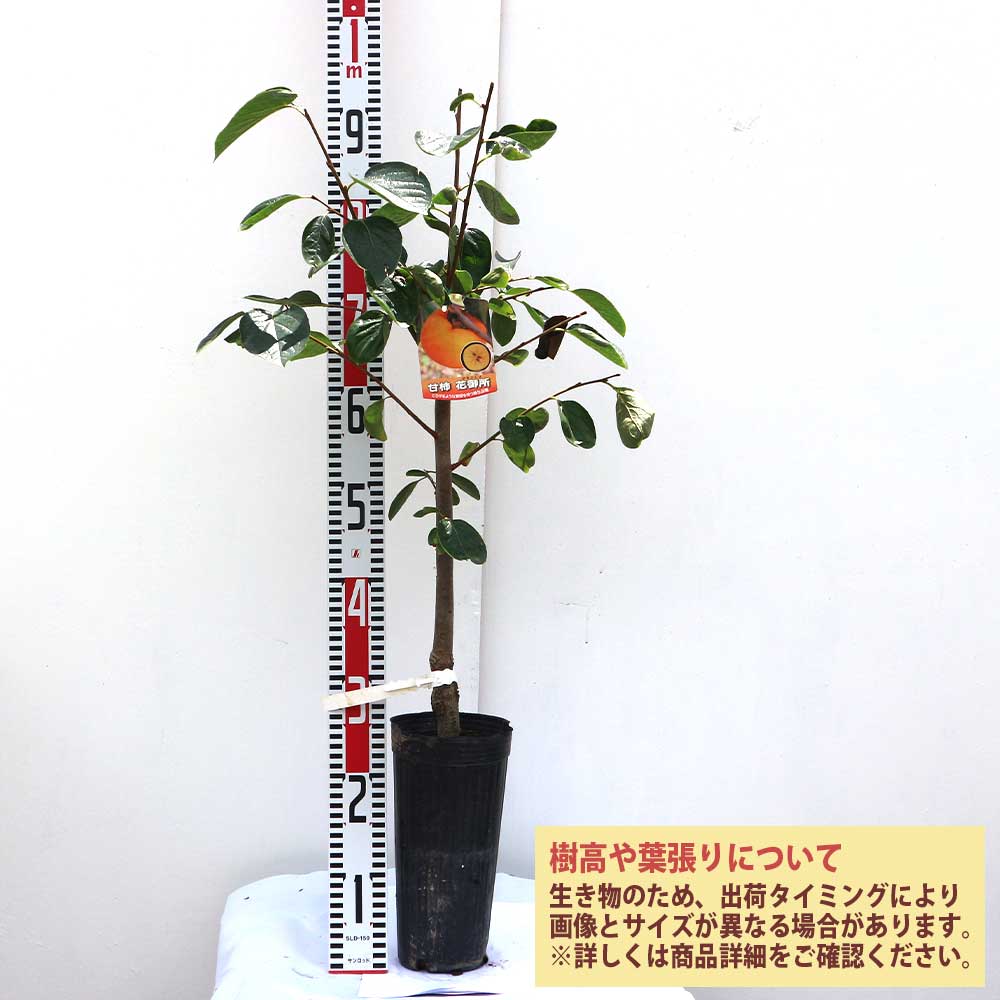 最高級、柿の木の苗木と、季節のお鉢苗セット。匿名送料無料です。 楽天市場】柿の苗木 【富有柿】 完全甘柿 2年生接木苗 スリット