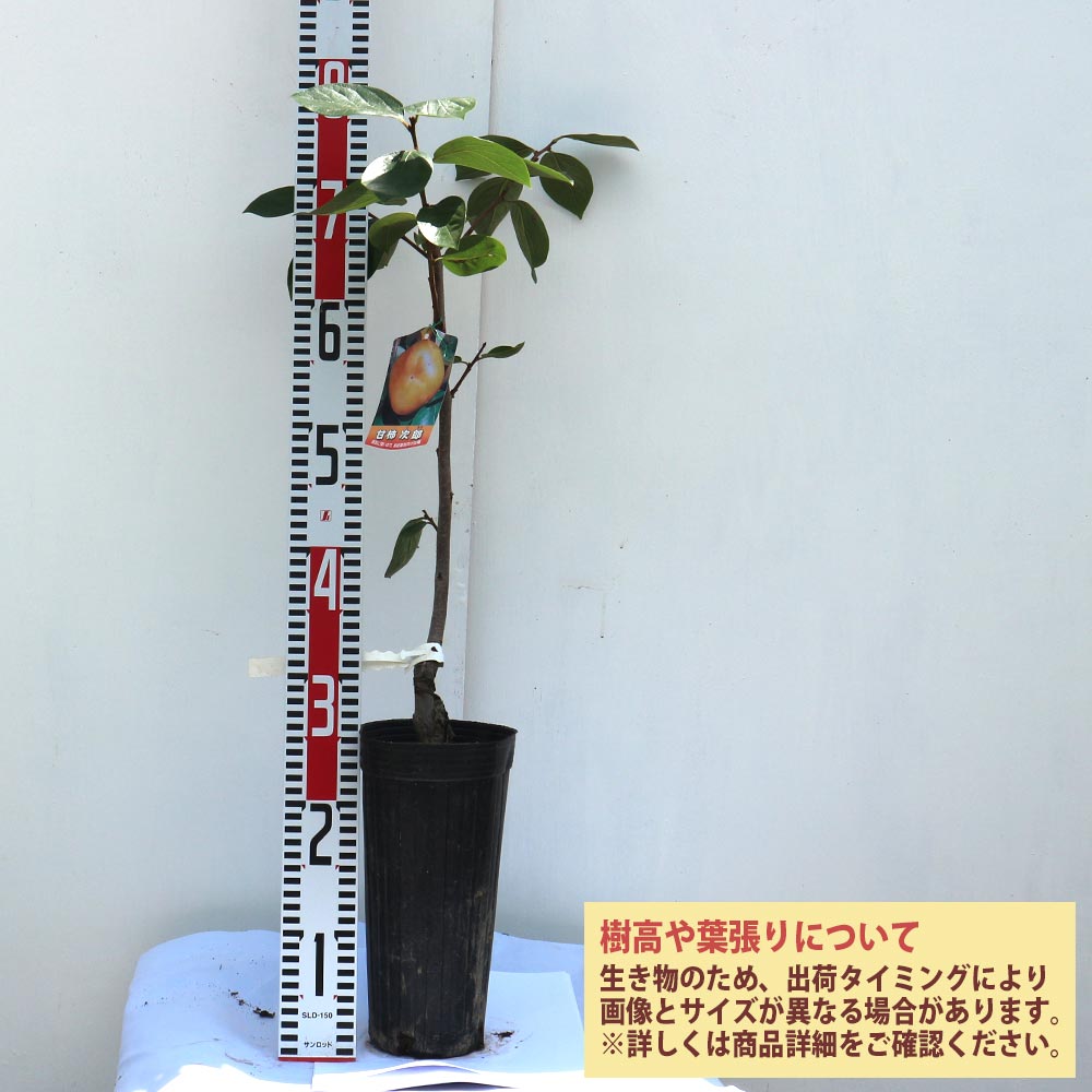 柿の苗木 甘柿 次郎柿 大型170cm10号 実なり 地植え 鉢植え 果樹苗木