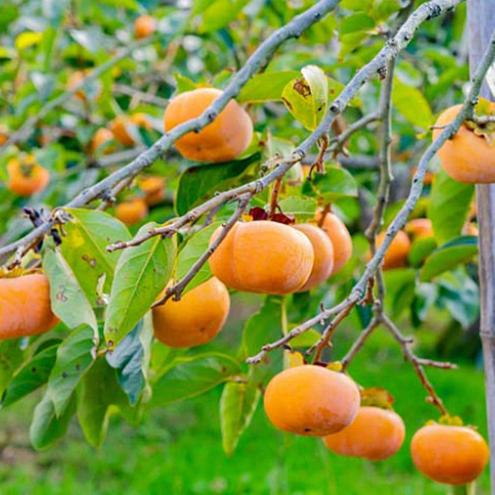 柿の苗木 次郎【果樹苗 1年生 接木苗 12～15cmポット／1個