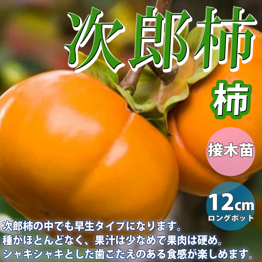 次郎柿　植木　苗木　ジロウガキ　柿の木　カキノキ　果実付き　おまけ付き 楽天市場】【実付き/現品】柿の木 次郎柿(ジロウガキ) 苗木 10号