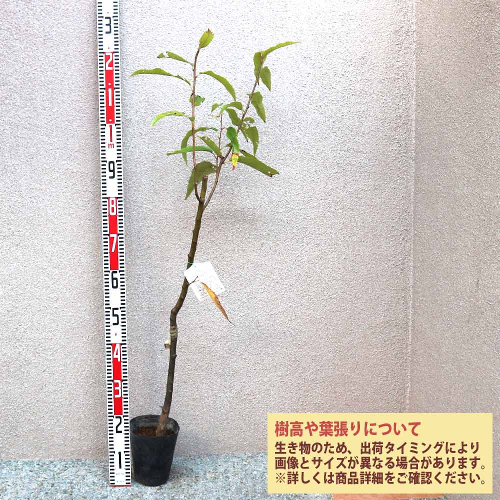 ①超希少イタヤカエデ「名栗錦」接木大苗 5号鉢全長110cm DP1奇跡の