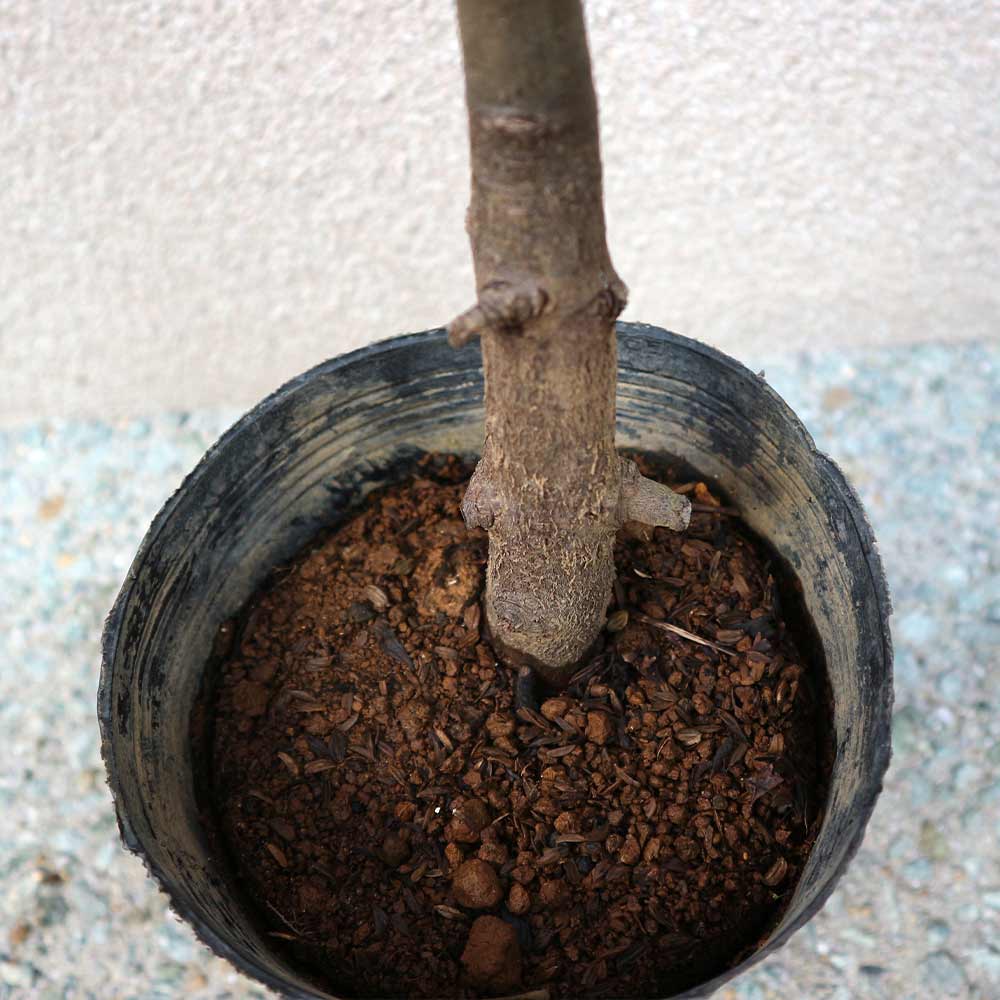 栗の苗木 ジャンボ神鍋【果樹苗 1年生 接木苗15cmポット／1個