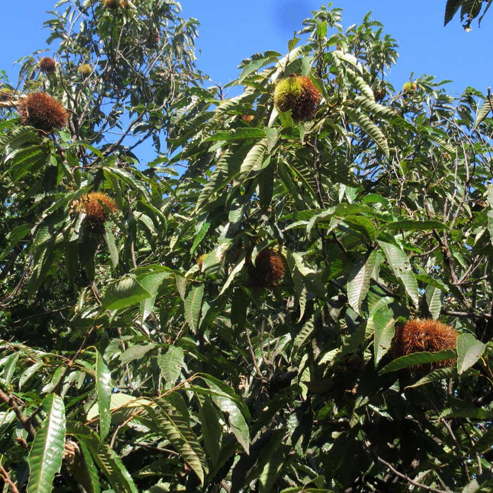 栗の苗木 ジャンボ神鍋【果樹苗 1年生 接木苗15cmポット／1個