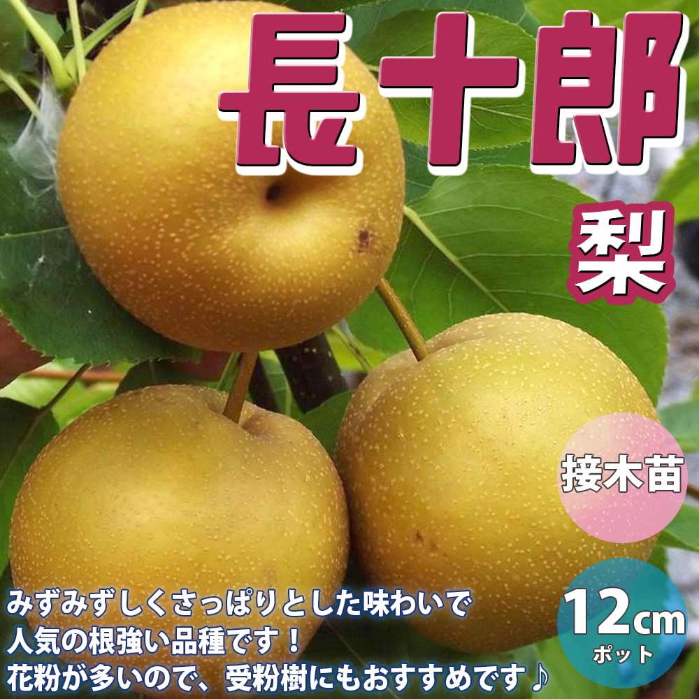 梨の苗木 長十郎【果樹苗／12～15cmポット接木苗／1個】｜ 【植物の