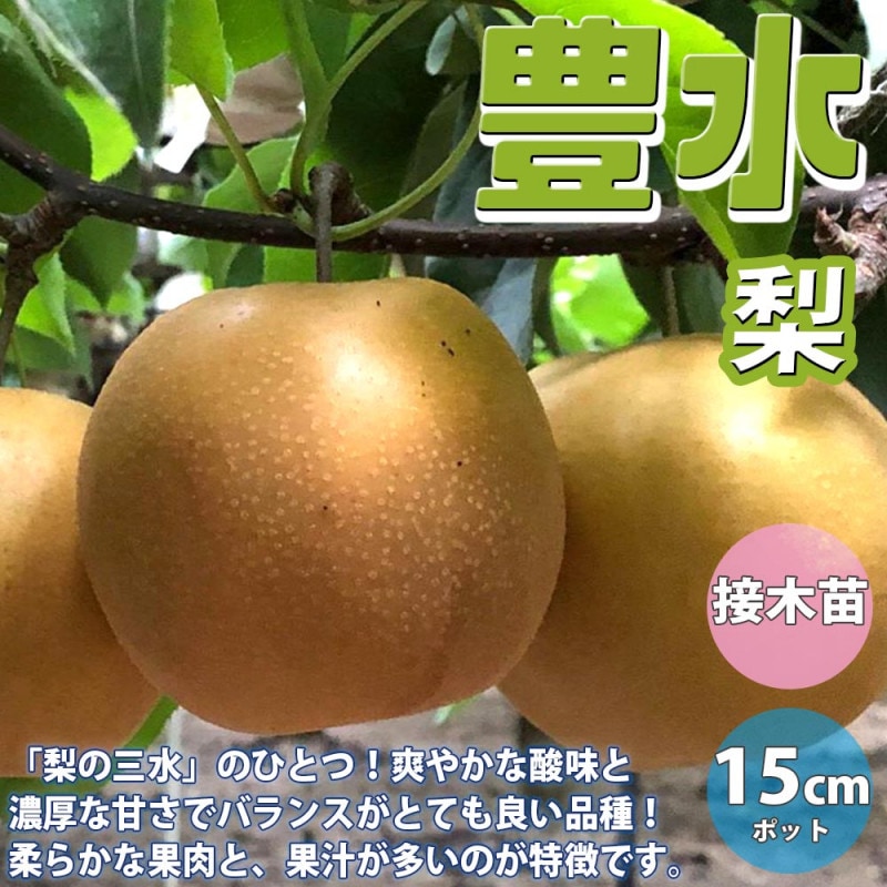 ピーターソンポポー 品種：アレゲーニー【果樹苗 2年生 接木苗 5号鉢