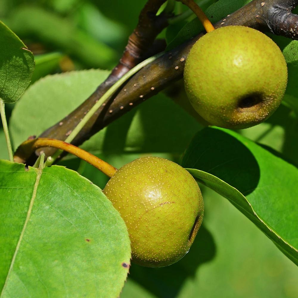 梨の苗木 豊水【果樹苗 2年生 接木苗15cmポット】｜ 【植物の
