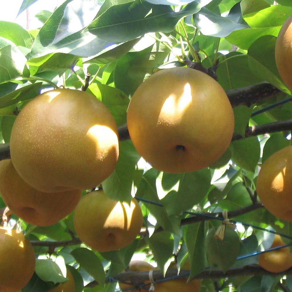 梨　にっこり　苗木　実付き 楽天市場】梨 苗木 【にっこり】 1年生接木苗 単品 or 受粉樹