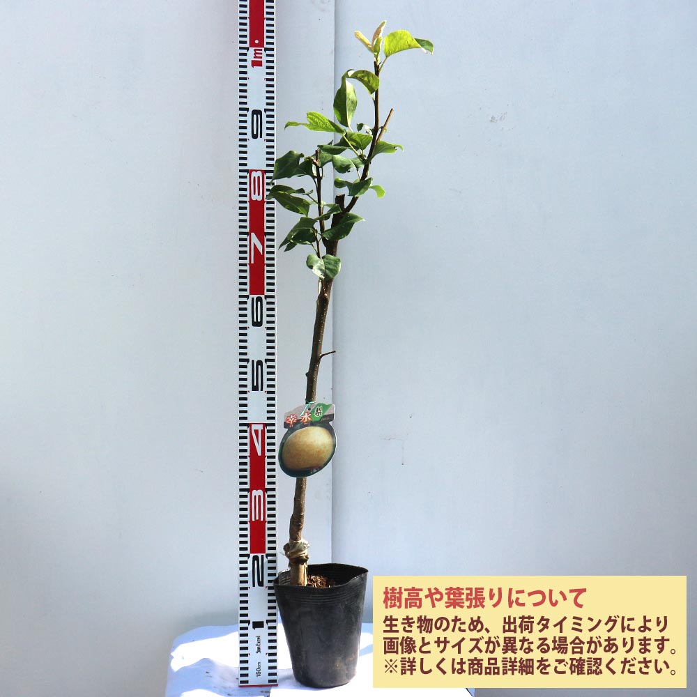 梨の苗木 幸水【果樹苗 2年生 接木苗15cmポット／1個】｜ 【植物の