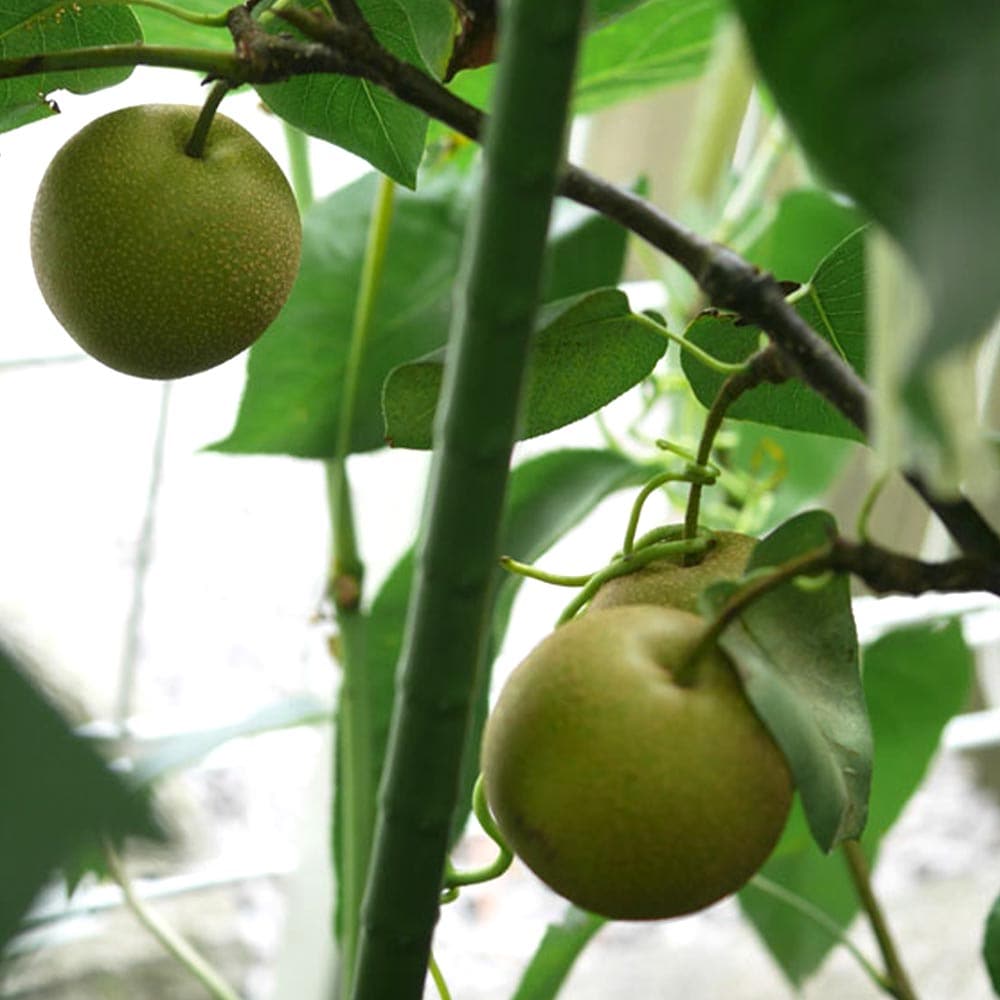 梨の苗木 幸水【果樹苗 2年生 接木苗15cmポット／1個】｜ 【植物の