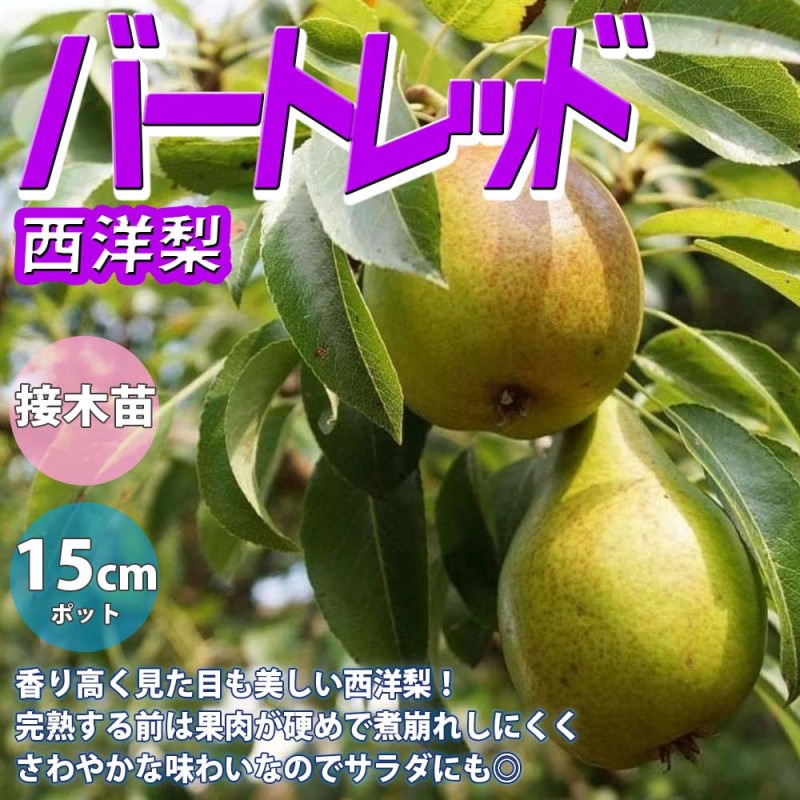 洋梨の苗木 ル・レクチェ【果樹苗／15cmポット接木苗／1個】｜ 【植物 