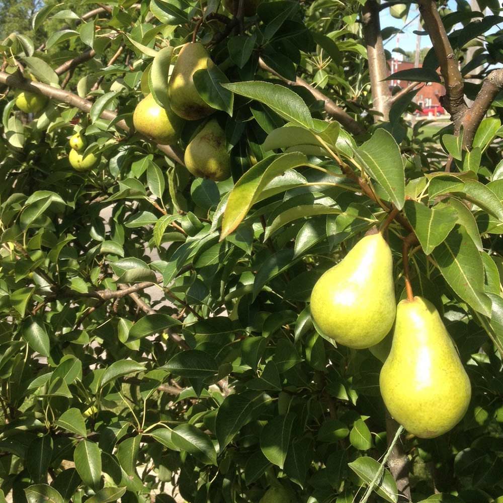 グアバの苗木　大実(赤) 取木苗　洋梨形(実) グアバの苗木 大実(赤) 取木苗 洋梨形(実) 大実グァバ苗 (グアバ苗)(赤