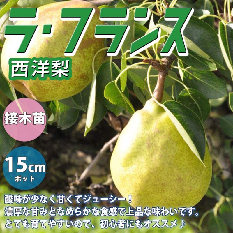 洋梨の苗木 ル・レクチェ【果樹苗 2年生 接木苗15cmポット／1個 