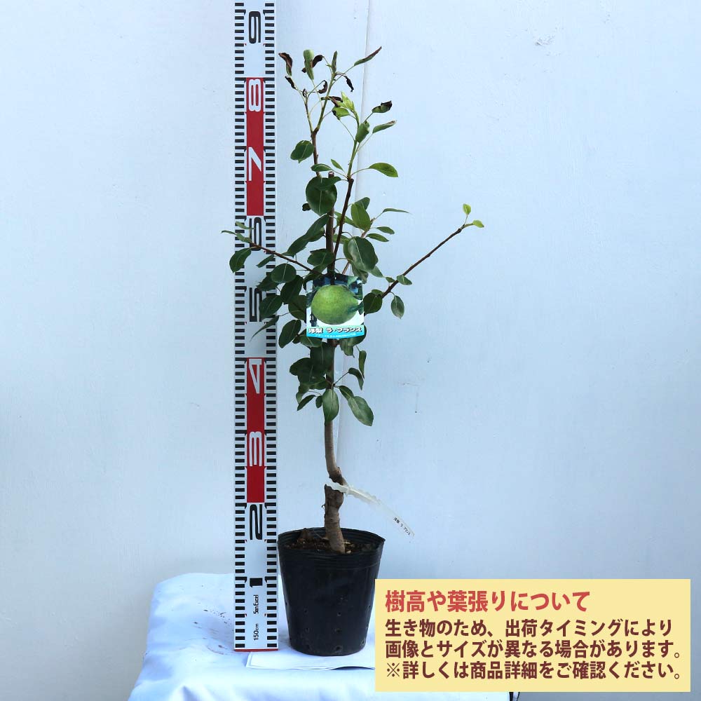 洋梨 2025年完売】2026年8月頃～予約開始予定|【数量限定】山形の洋梨ラ