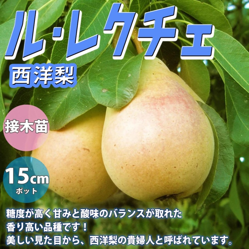 ピーターソンポポー 品種：サスケハンナ【果樹苗 2年生 接木苗 5号鉢