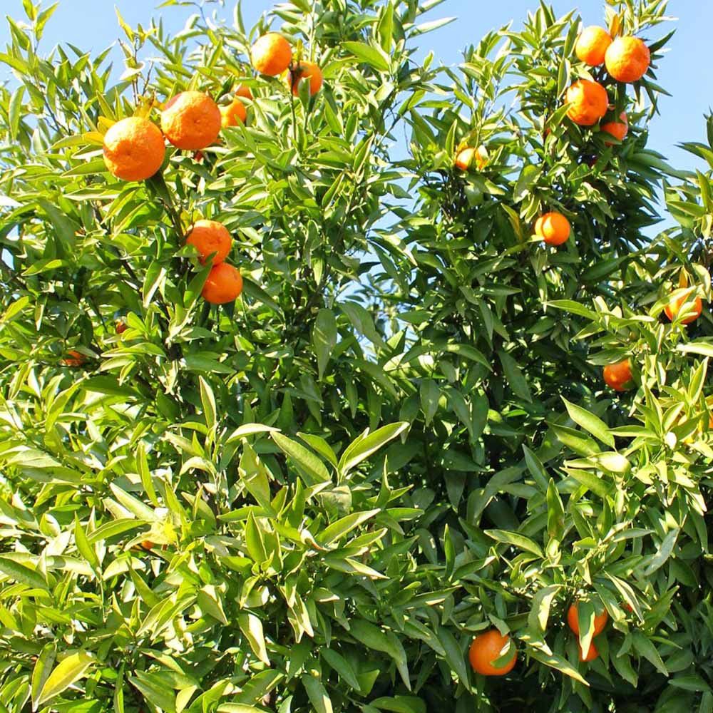 マンダリンオレンジ クレメンティンの苗木【果樹苗 2年生 接木苗15cm