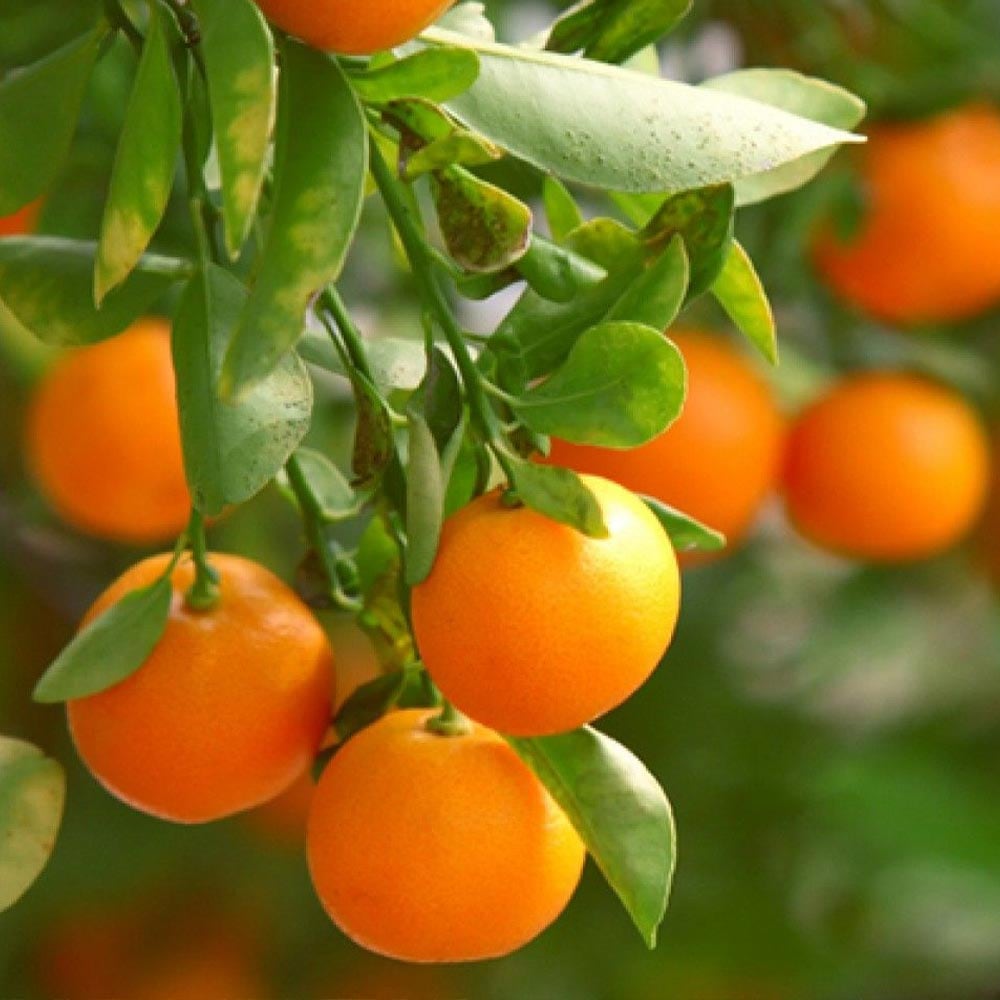 かずくりさん専用マンダリンオレンジ×20 ドライマンダリンオレンジ / 400g | ドライフルーツ・加工野菜・果物