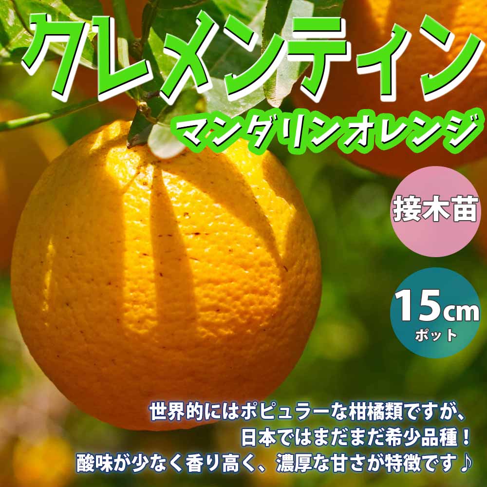 マンダリンオレンジ クレメンティンの苗木【果樹苗 2年生 接木苗15cm
