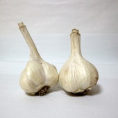 ホワイト六片にんにく 種球根【野菜球根 裸球2球セット】|球根類