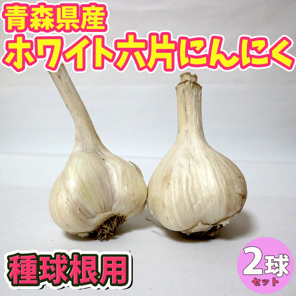 ホワイト六片にんにく 種球根【野菜球根 裸球2球セット】