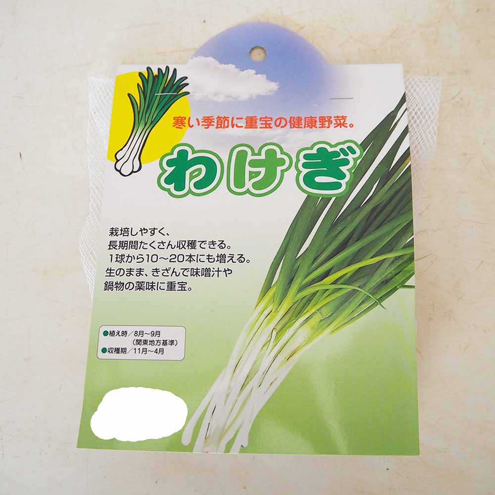 分葱(わけぎ) 種球根【ネット詰め野菜球根 充填時180g／1袋】