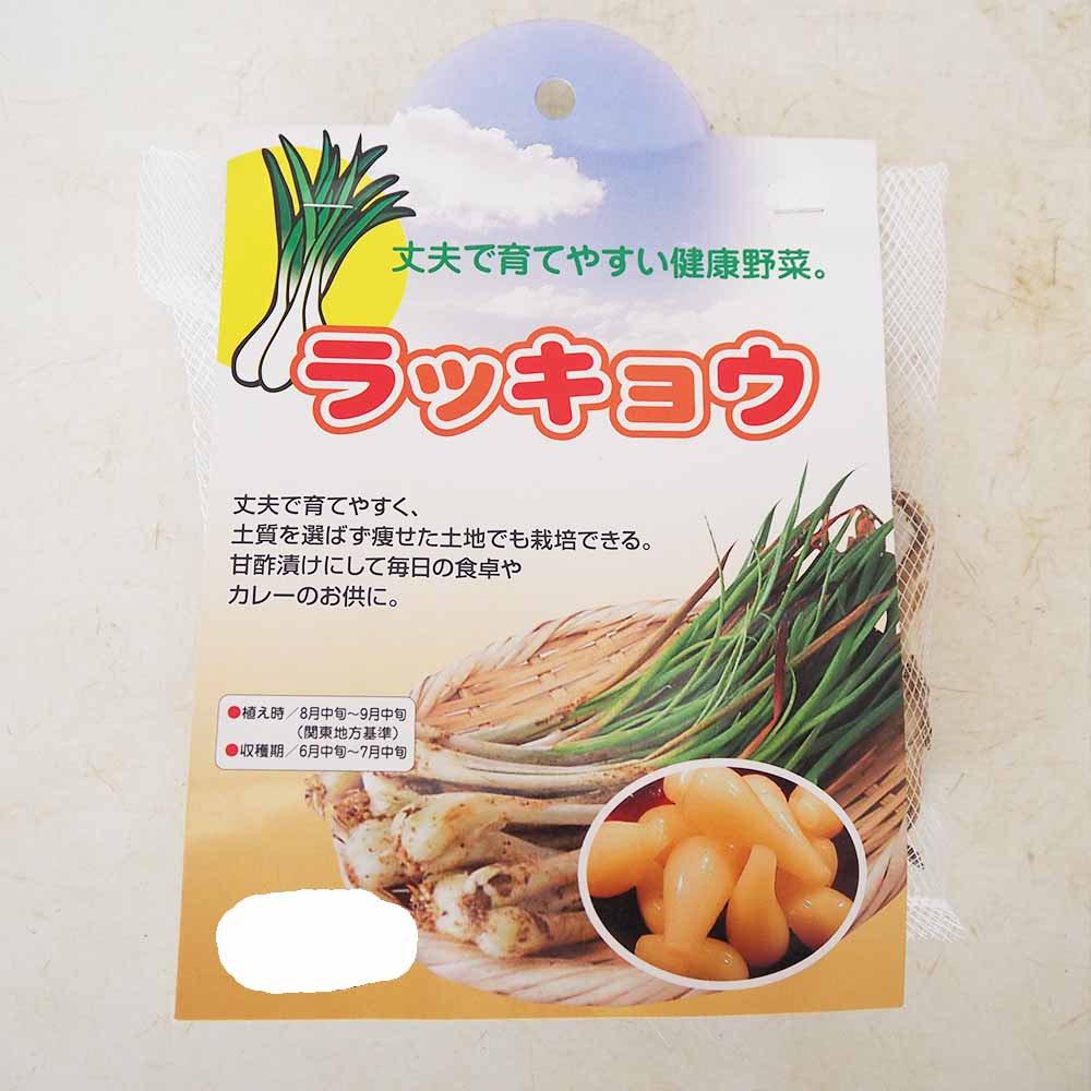 分葱(わけぎ) 種球根【ネット詰め野菜球根 充填時180g／1袋】｜ 【植物