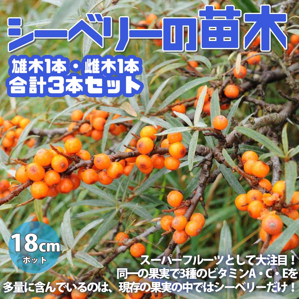 シーベリー(サジー)の苗木 セット【果樹苗 5号鉢 雄木1本雌木2本／合計3本セット(品種指定不可)】