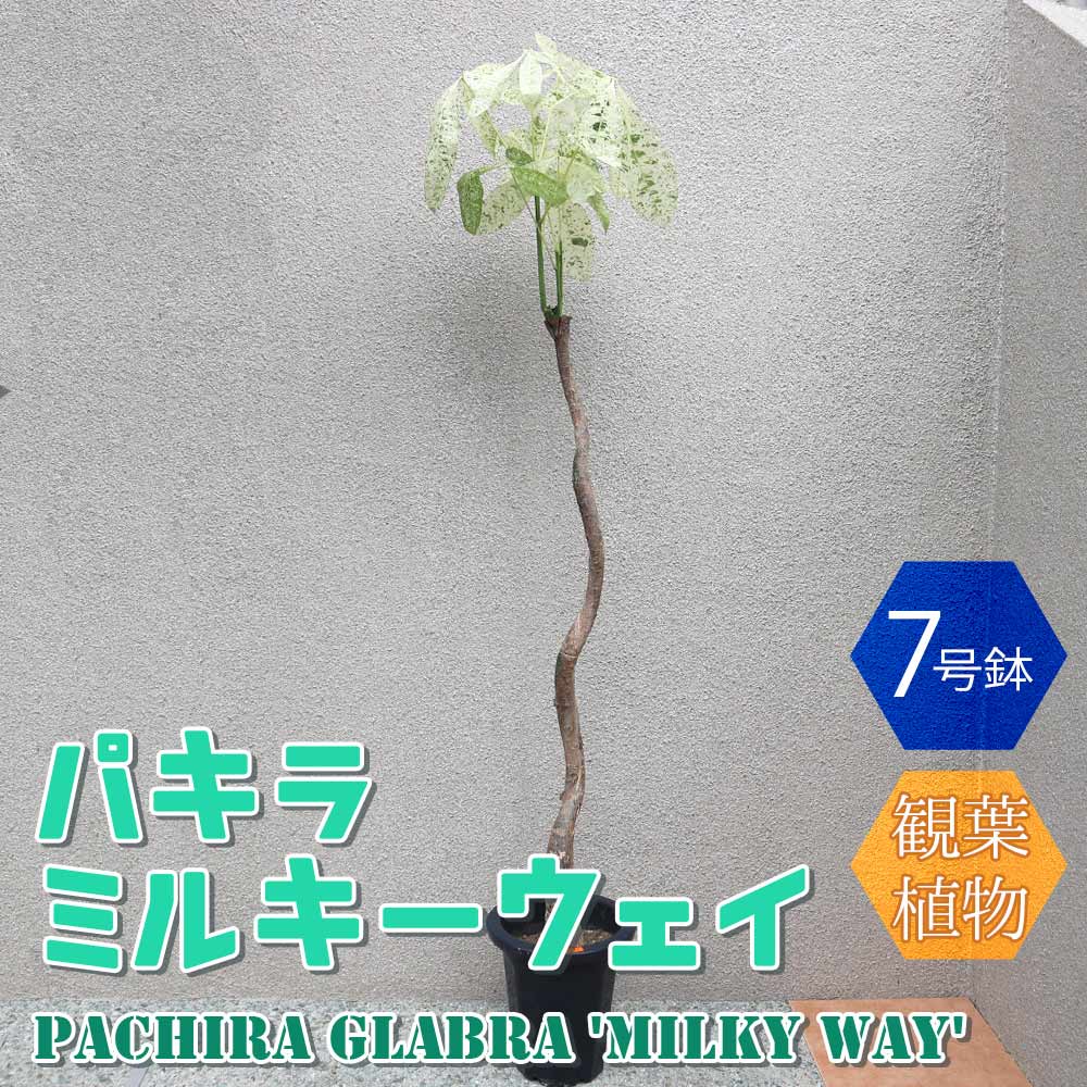 パキラミルキーウェイ【大型 観葉植物 7号鉢／1個】