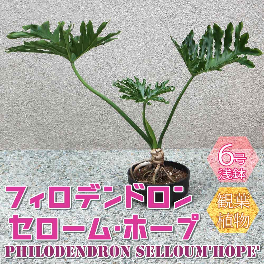 フィロデンドロンホープ【小型 観葉植物 6号浅鉢／1個】
