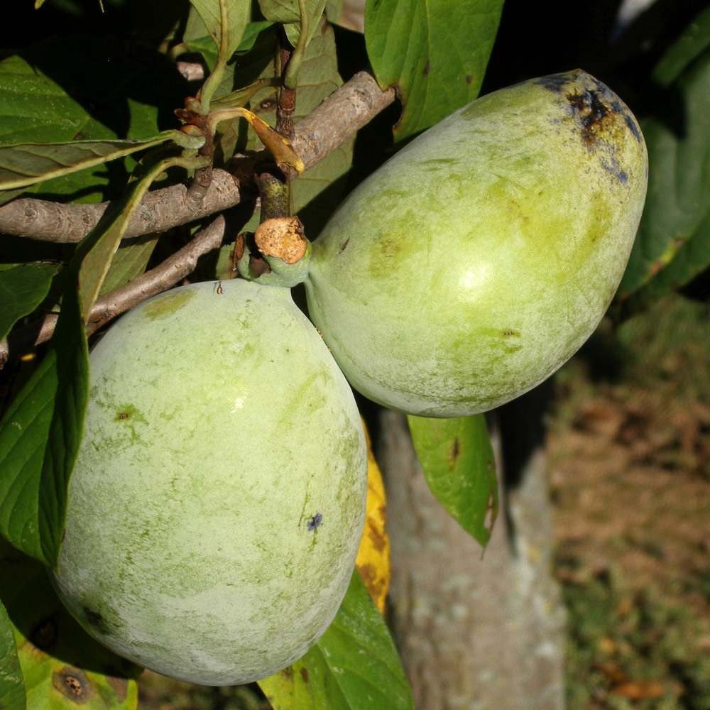 ピーターソンポポー 品種：ワバッシュ【果樹苗 2年生 接木苗 5号鉢／1個】