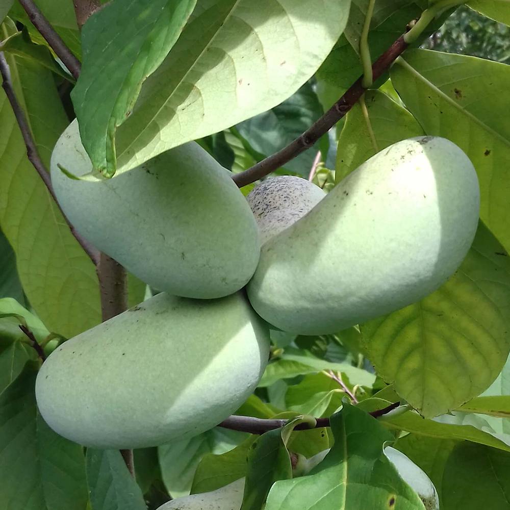 ピーターソンポポー 品種：ポトマック【果樹苗 2年生 接木苗 5号鉢／1個】