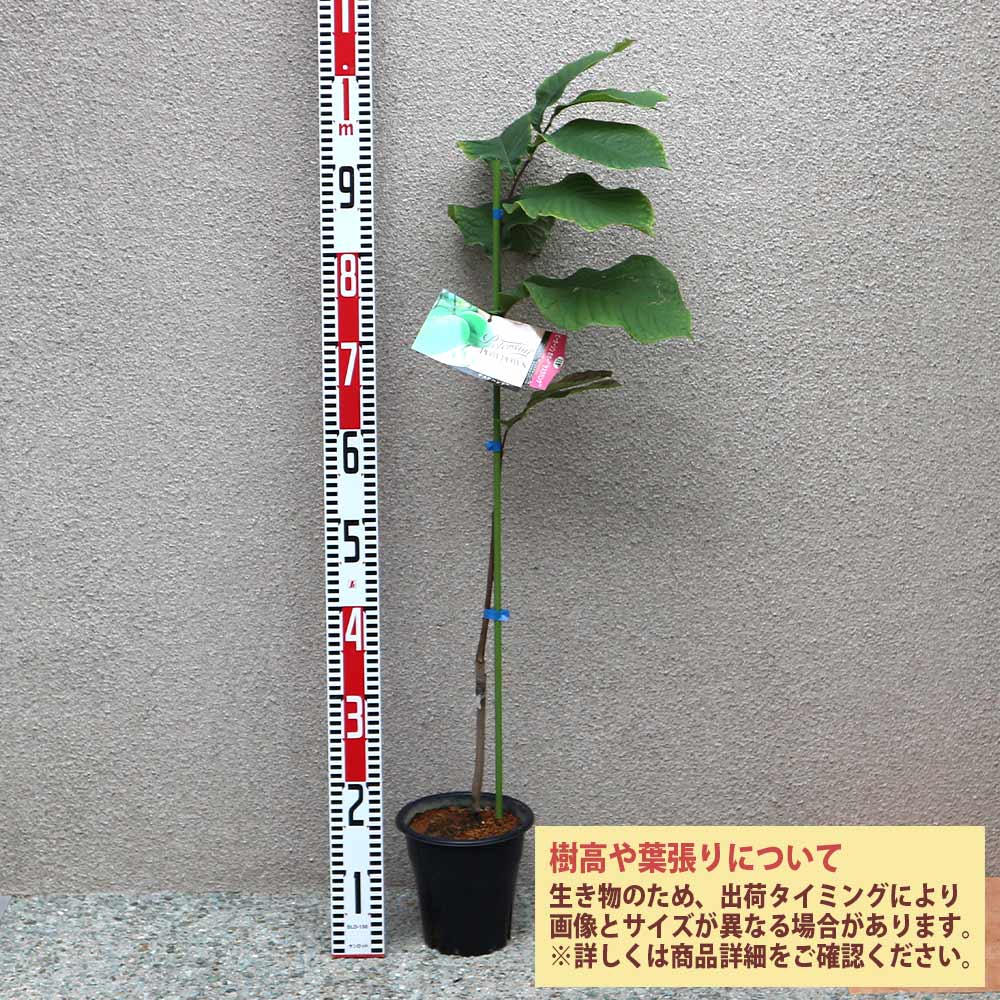ピーターソンポポー 品種：サスケハンナ【果樹苗 2年生 接木苗 5