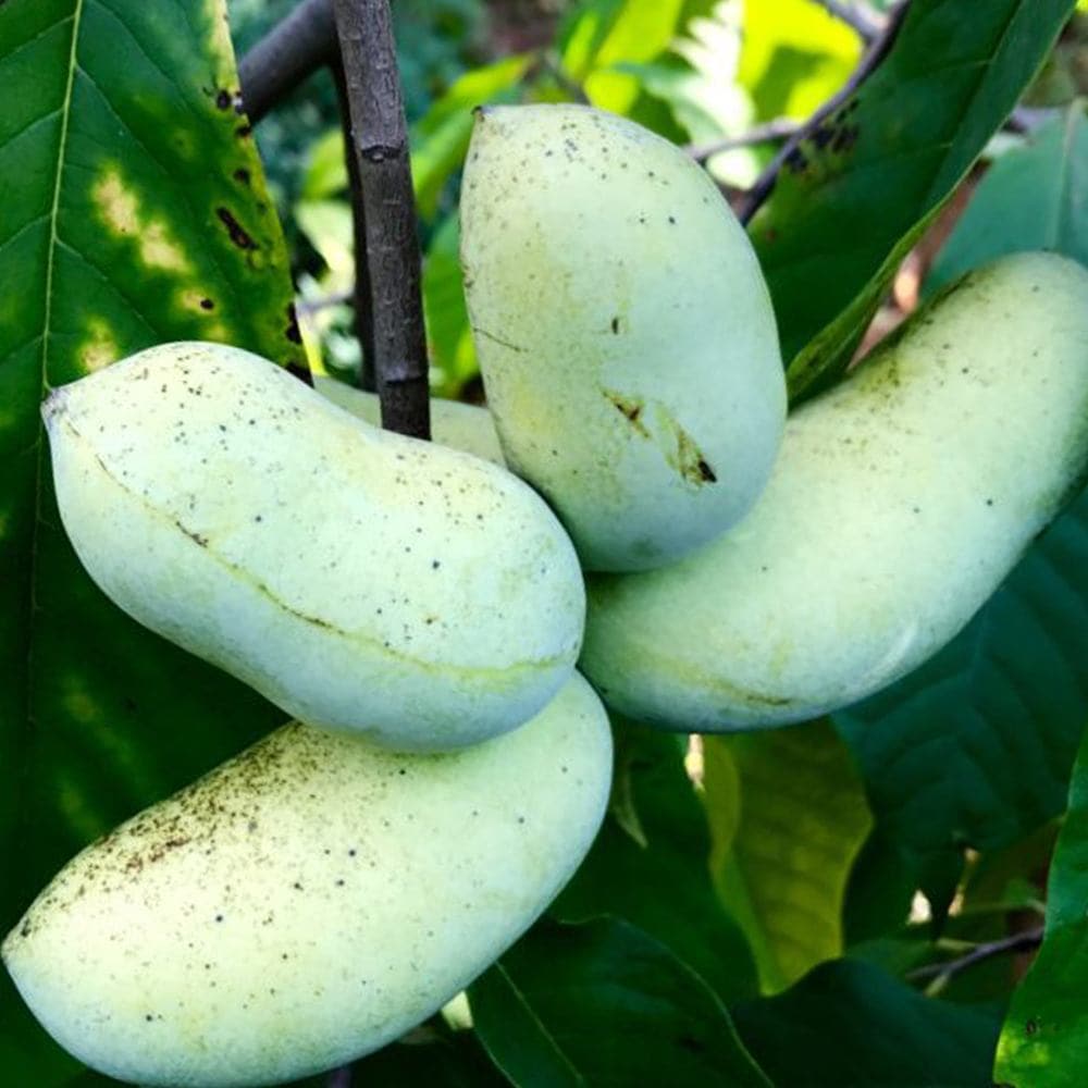 ポポー 品種：NC-1【果樹苗 2年生 接木苗 5号鉢／1個】