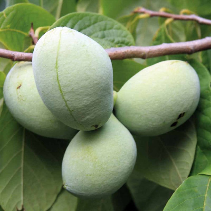 ピーターソンポポー 品種：サスケハンナ【果樹苗 2年生 接木苗 5号鉢