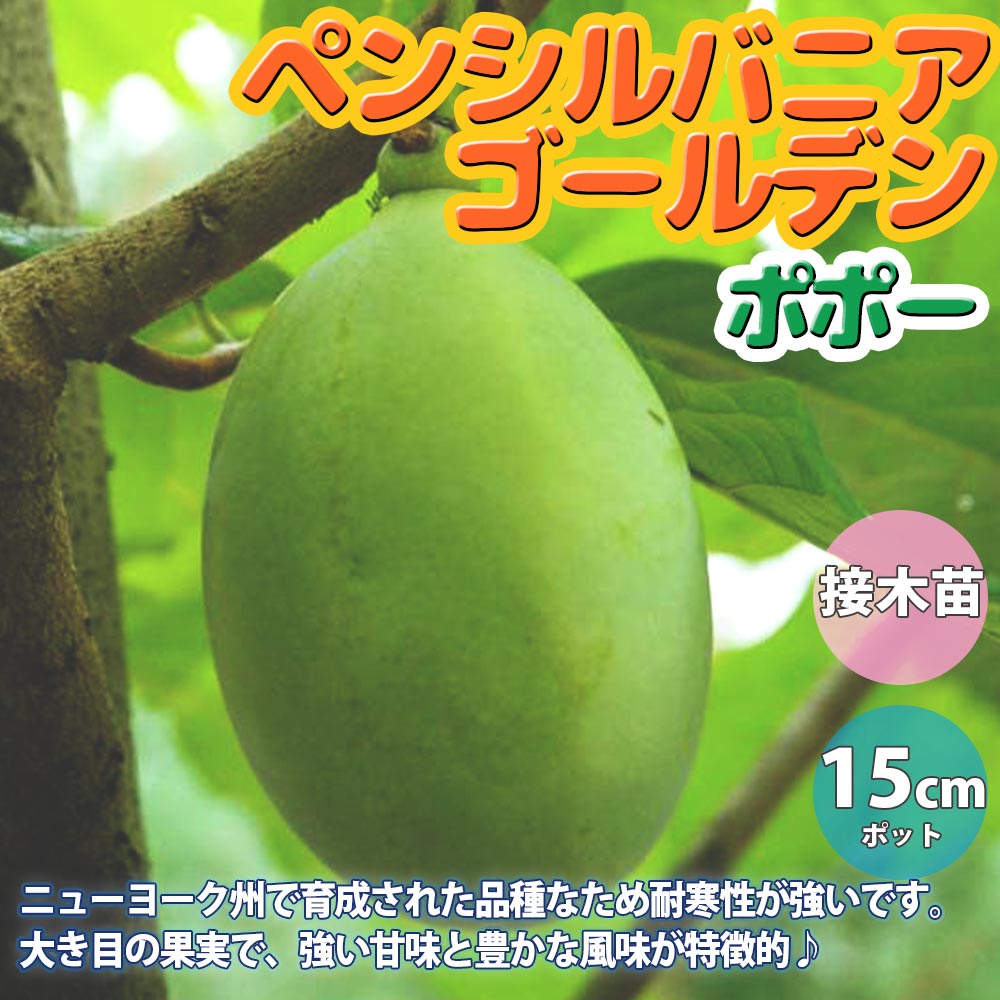 ポポー 品種：ペンシルバニアゴールデン【果樹苗 2年生 接木苗 5号鉢／1個】