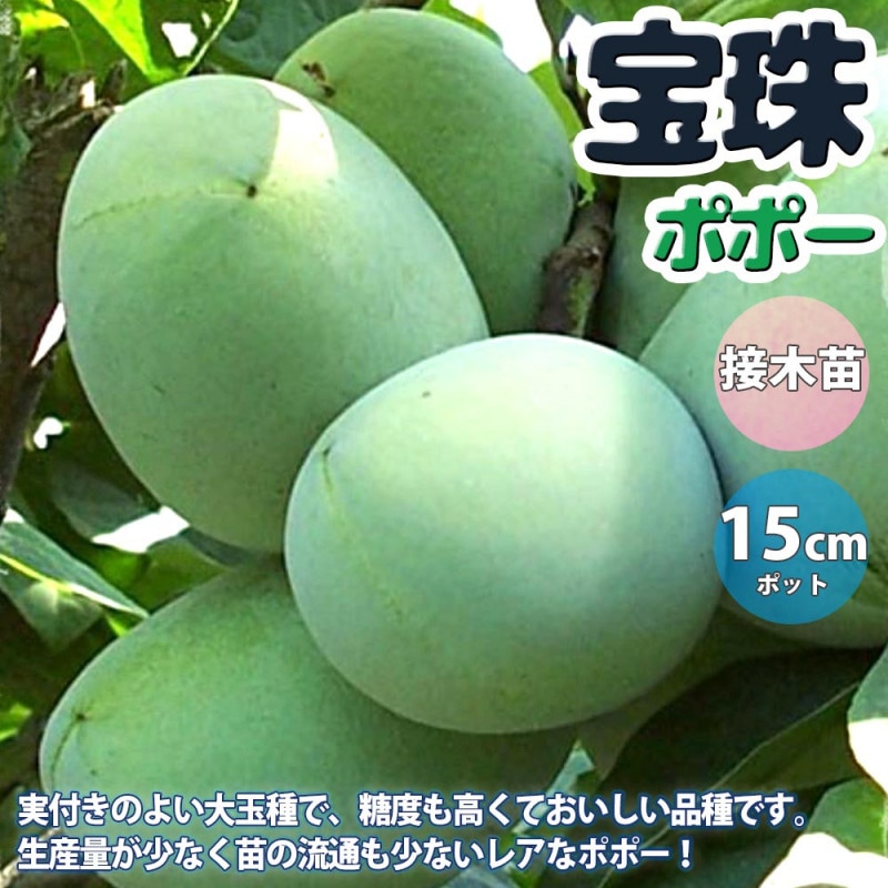 ポポー｜【植物のITANSE】全品送料無料・即出荷!